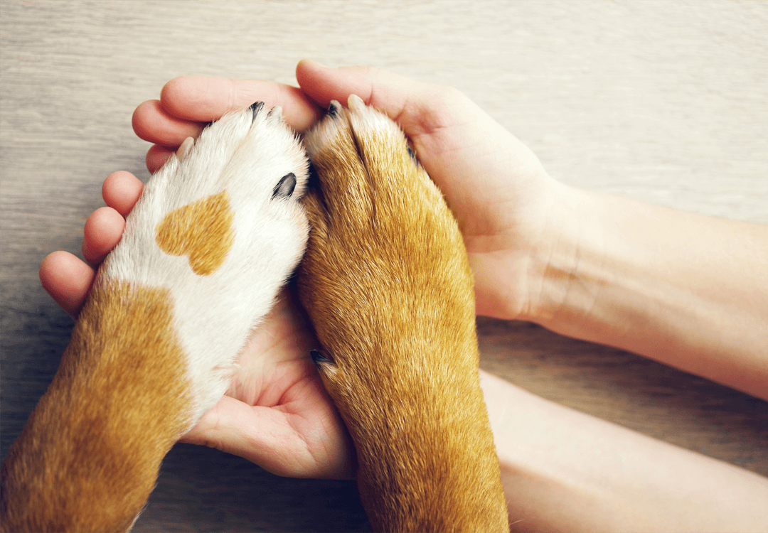 Você está visualizando atualmente Praesent libro se cursus ante